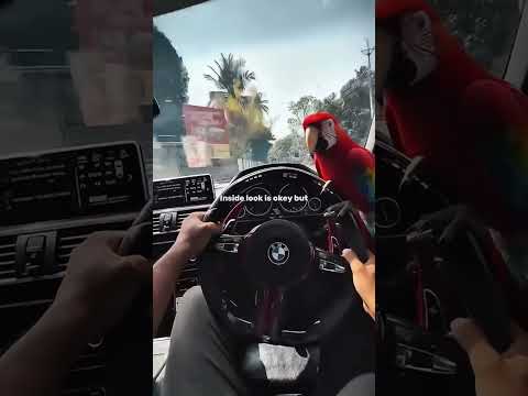 #bmw #bmwlover #parrot