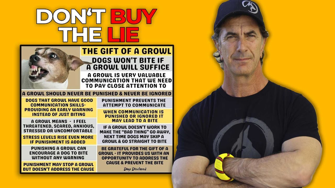 growling-dogs-need-training-not-excuses-robert-cabral-dog-training