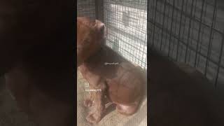 Brunomy 3 Months Old A.p.b.t