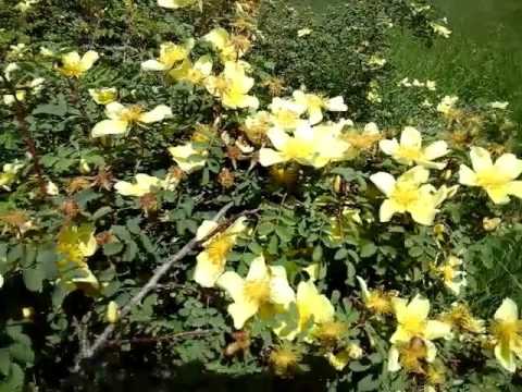 цветы в поле фото смотреть