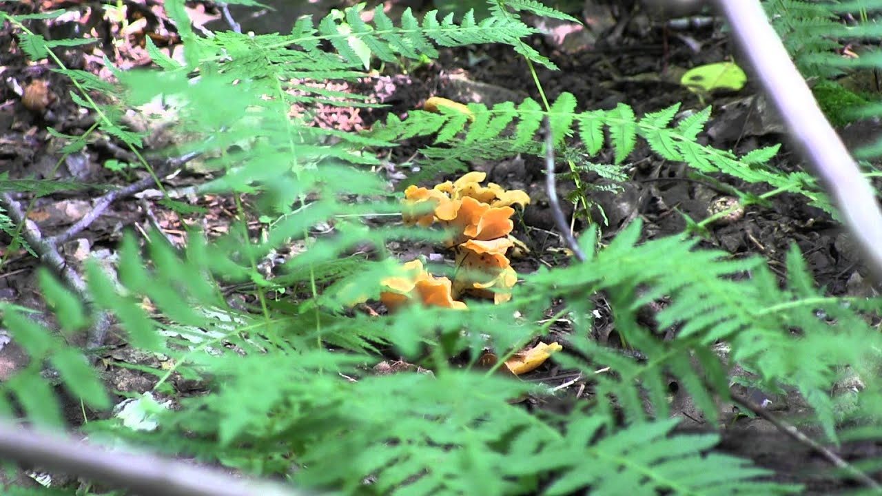 Chanterelles YouTube