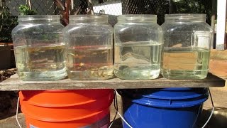 Raising Guppies: Sorting, Sexing, And Culling Purebred And Crossbred Fry Raising Guppies: Sorting, Sexing, And Culling Purebred And Crossbred Fry
