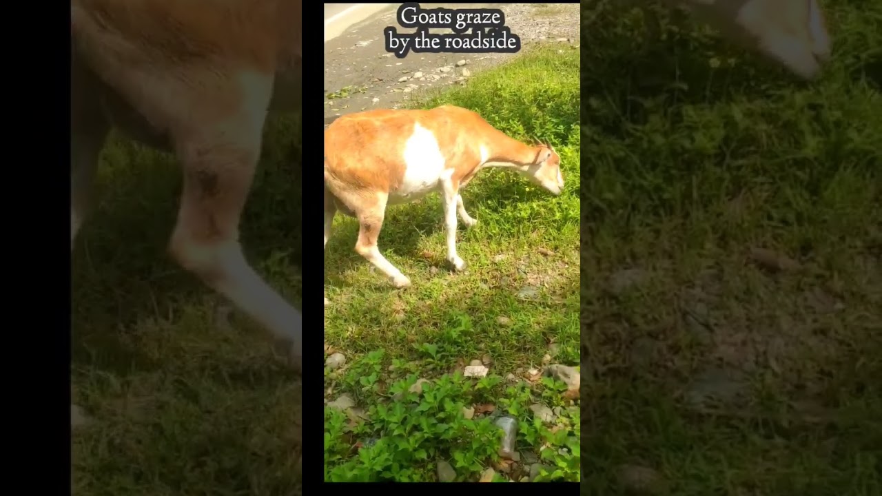 Two goats graze by the road