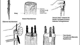 Aşılama neden yapılır? - ağaçlarda çeşit değiştirme yöntemleri  #Aşılama #çeşitdeğiştirme