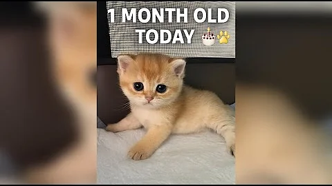 Watch the video about Our British Golden Shaded Kittens Turn 1 Month Old Today! 🎂🐾