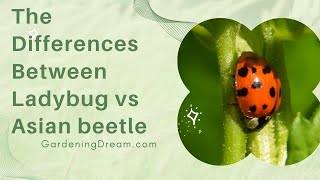 The Differences Between Ladybug vs Asian beetle