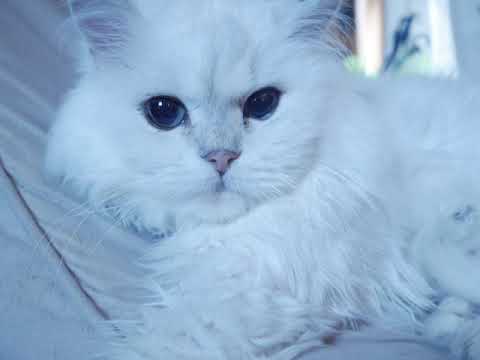 猫になりたい(cover)麻緒