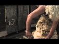 Sheep shearing romney marsh
