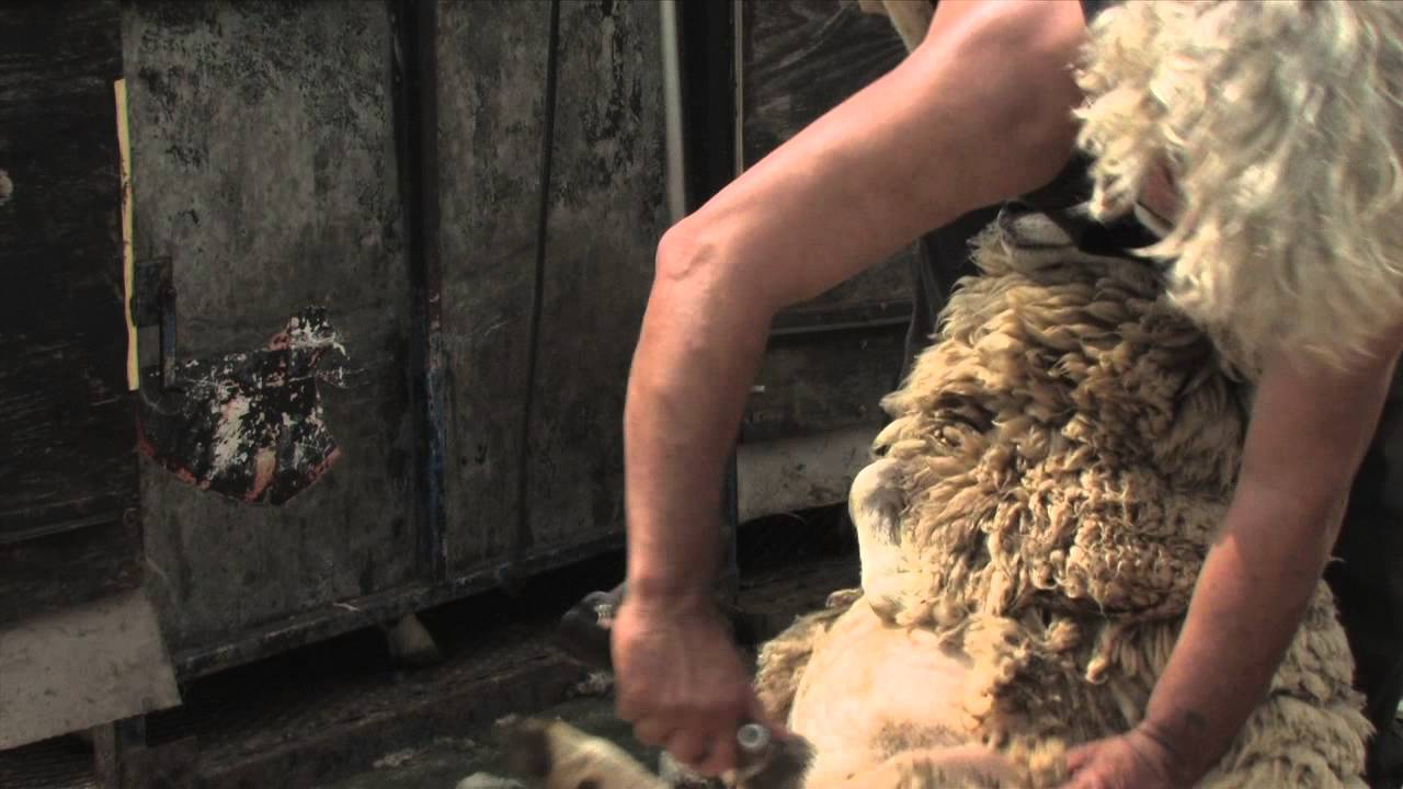 Sheep shearing romney marsh