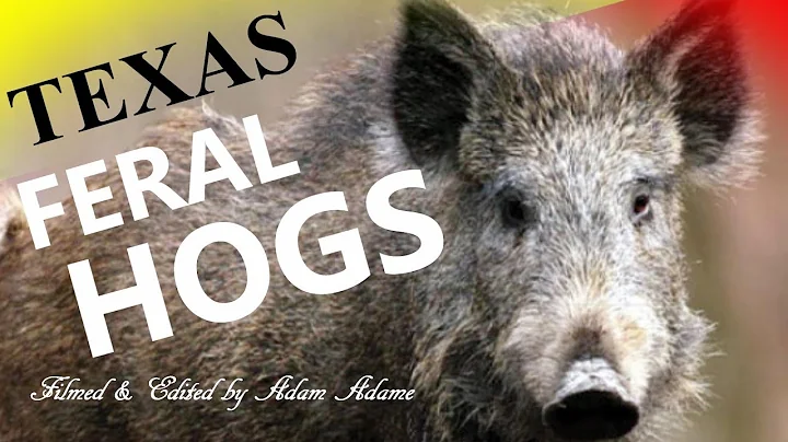 Texas Feral Hogs - Trail Camera #1