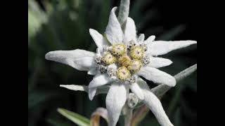 Download Lagu Edelweiss Eternal Flower MP3