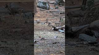 Deer at Kings Canyon National Park