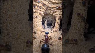 I Put a Camera on an Ant… What I Saw Inside the Nest 😱 #shorts #shortsfeed #viralshorts