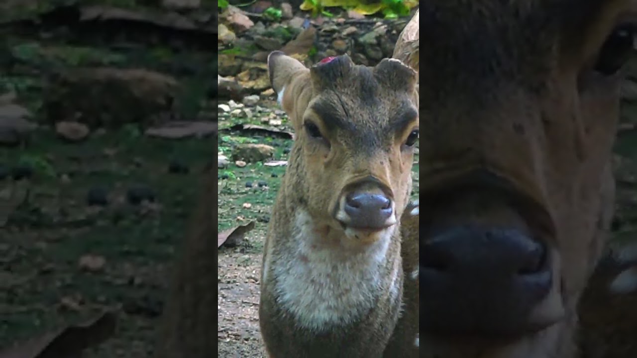 Deer Loses One Horn