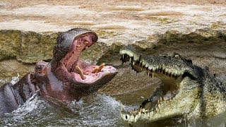 Крокодил и Бегемот в деле ТОП (DenTop)