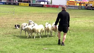 Cwn Defaid - Trinwyr Ifanc | Sheepdog Young Handlers