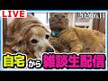 自宅から雑談ライブ