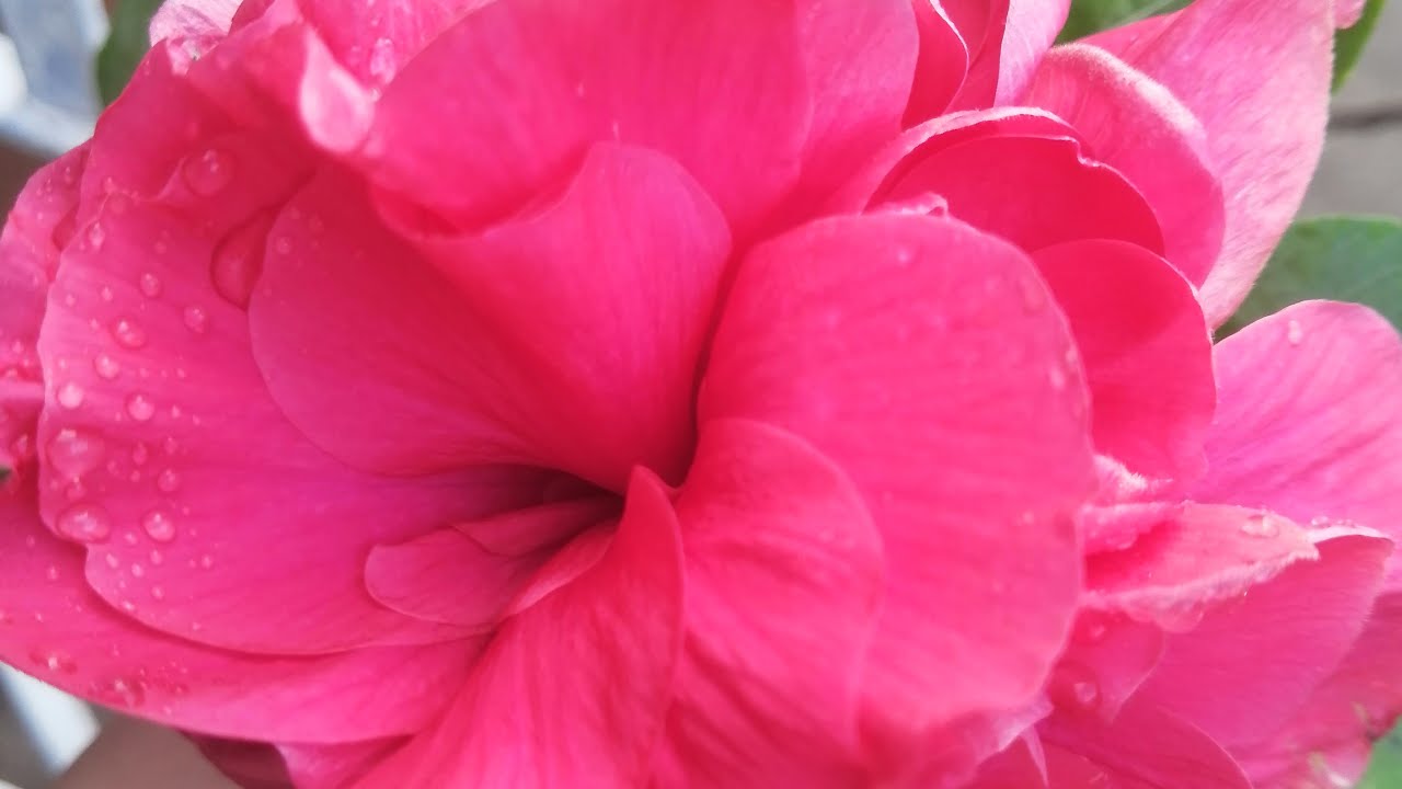 Жизнь в Панаме / Caracol Live PTY está en vivo