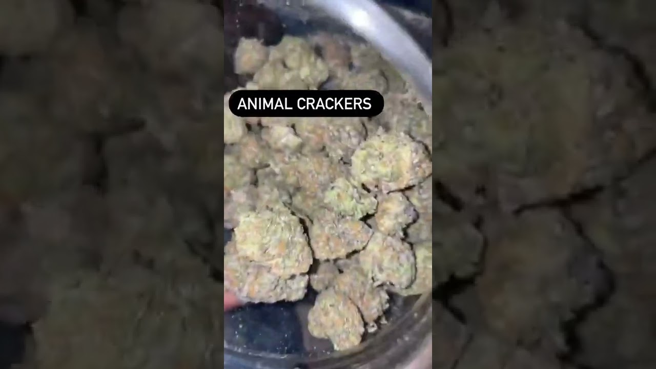 Weed of the day - Animal Crackers  (NOT4SALE)