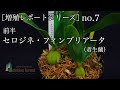 ［増殖レポートシリーズ］no.7 セロジネ・フィンブリアータ（前半）