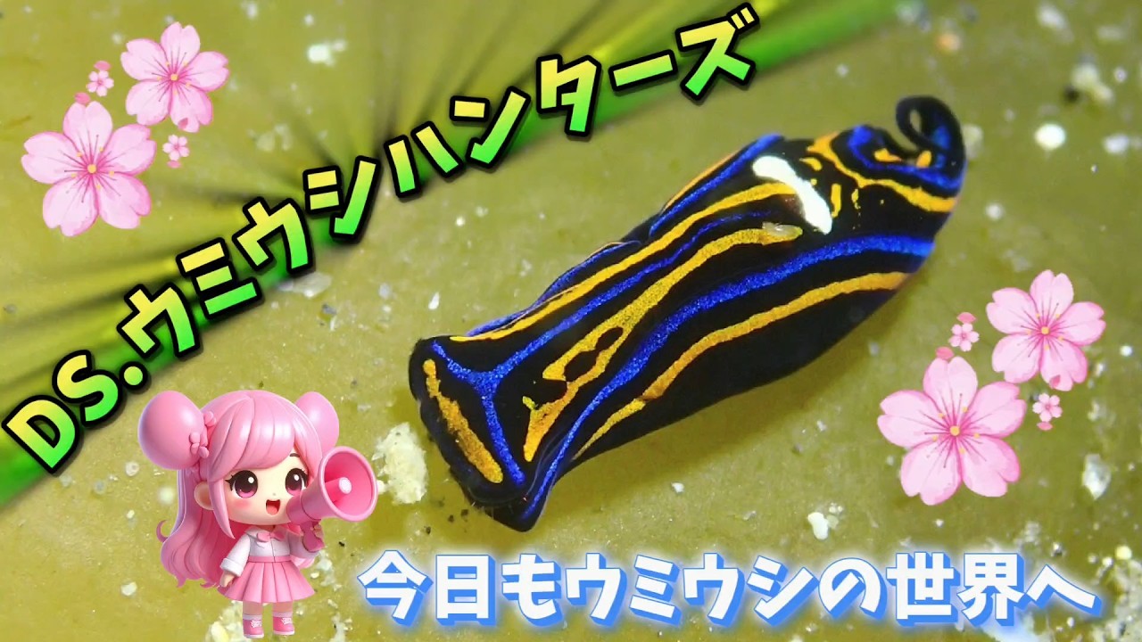 DIVING SHOPウミウシハンターズ 20260210 城ヶ島水域でのウミウシダイビング。ログブックになるように何かしゃべりながらのウミウシ紹介。ウミウシならウミウシハンターズです。