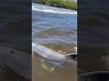 COWABUNGA рџђ рџ Up Close Dolphin Encounter Near Ft Myers Beach Sent In By Sandy Polichemi COWABUNGA рџђ рџ Up Close Dolphin Encounter Near Ft Myers Beach Sent In By Sandy Polichemi