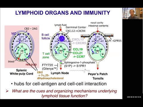 Cues Guiding And Restraining B Cell Responses By Dr Jason Cyster 