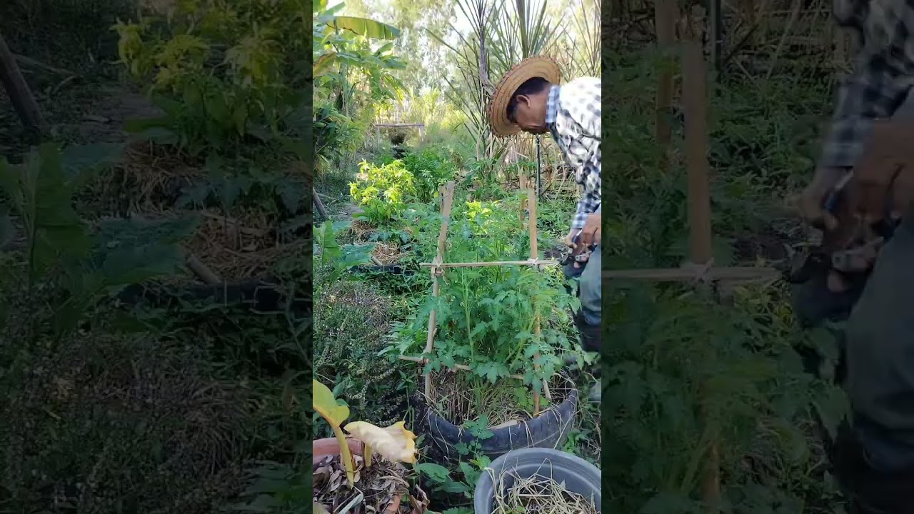 การทำให้มะเขือเทศลูกดก/ลูกใหญ่