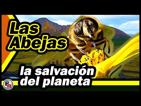 Las abejas que salvarán el planeta están en peligro de extinción en la Isla de Pascua