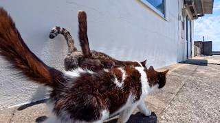寄り添い合って歩く島の猫ちゃん
