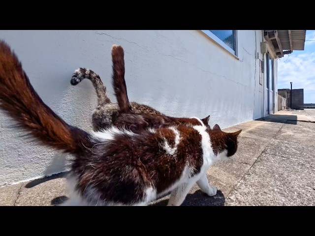 Two Island Cats Walking Side by Side… Their Bond Was Too Precious