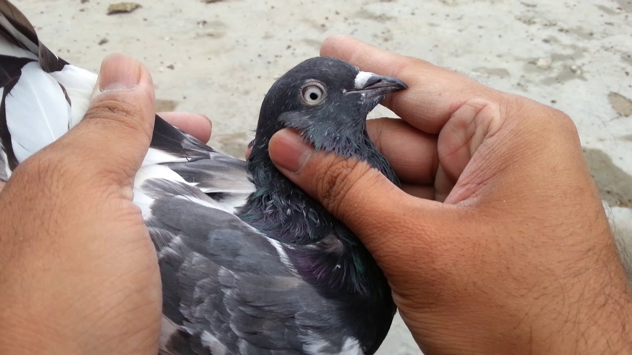 Ferozpuri kabootar almost 50 years old breed - - YouTube