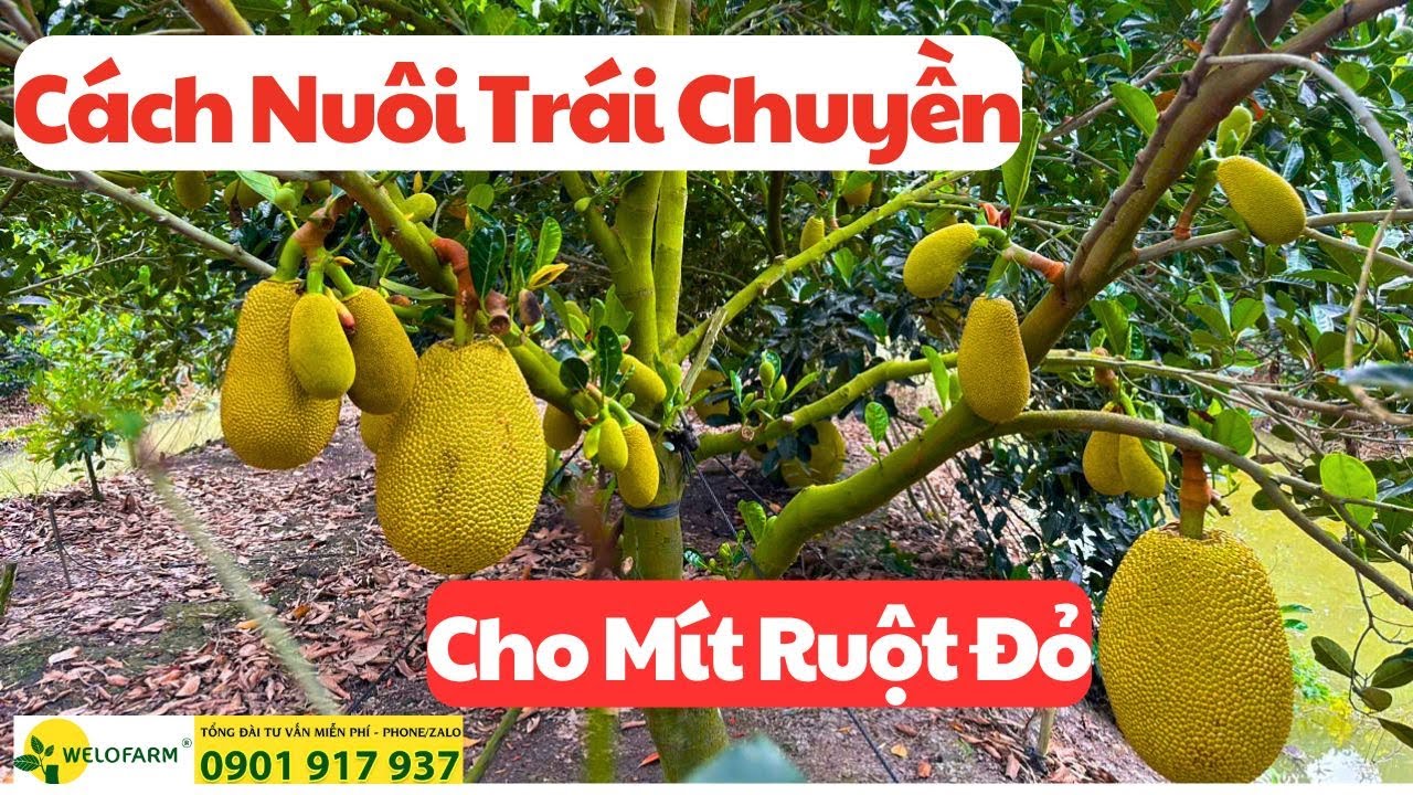 Nuôi Cách Trái Chuyền Cho Mít Ruột Đỏ