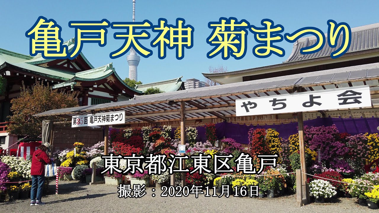 亀戸天神 菊まつり 4k Chrysanthemum Festival At Kameido Tenjin Shrine Youtube