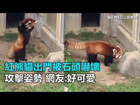 紅熊貓出門被它嚇壞　攻擊姿勢超可愛｜三立新聞網SETN.com