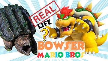 Alligator Snapping Turtle is Bowser Mario Bros?   |   Animal Videos for Kids