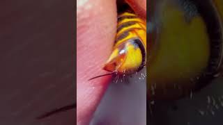 How Long Is European Hornets Stinger
