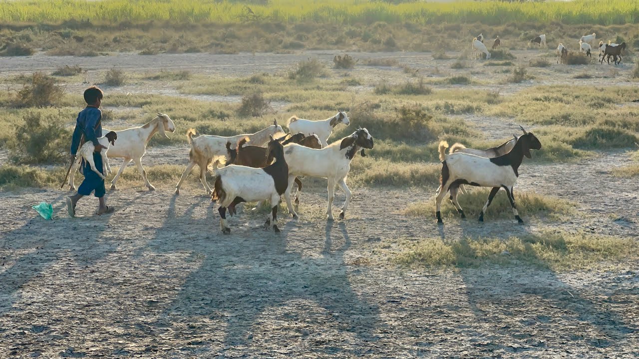 The Beauty Of Village Life Asmr Video || animals and their sound || 