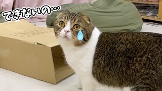息子猫はできるのに自分は出来なくて悲しむパパ猫がここにいます…