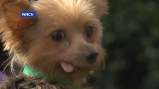 Nearly 130 Puppies, Kittens Rescued From Puppy Mill