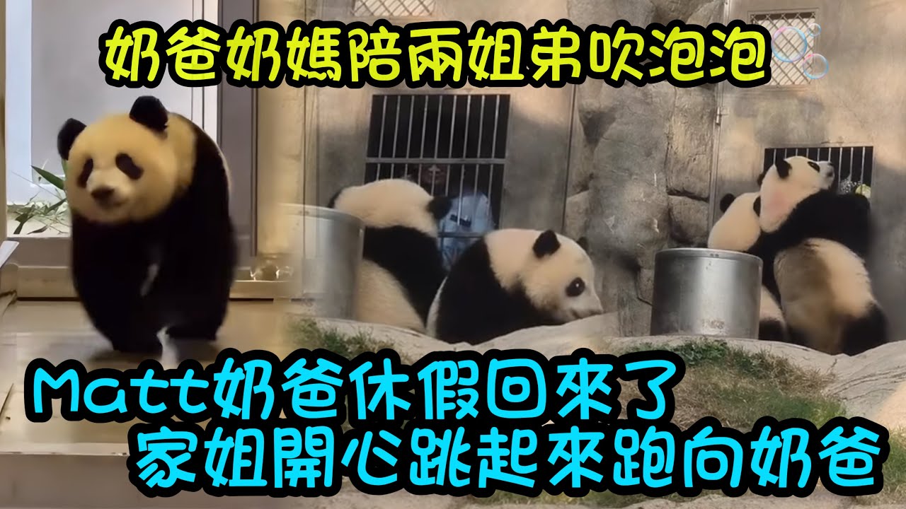 12月29日 Matt 奶爸休假回來了，一叫家姐，家姐開心跳起來奔向奶爸，奶爸奶媽陪兩姐弟玩吹泡泡🫧#大熊貓加加得得 #大熊貓家姐細佬#熊日常 #panda