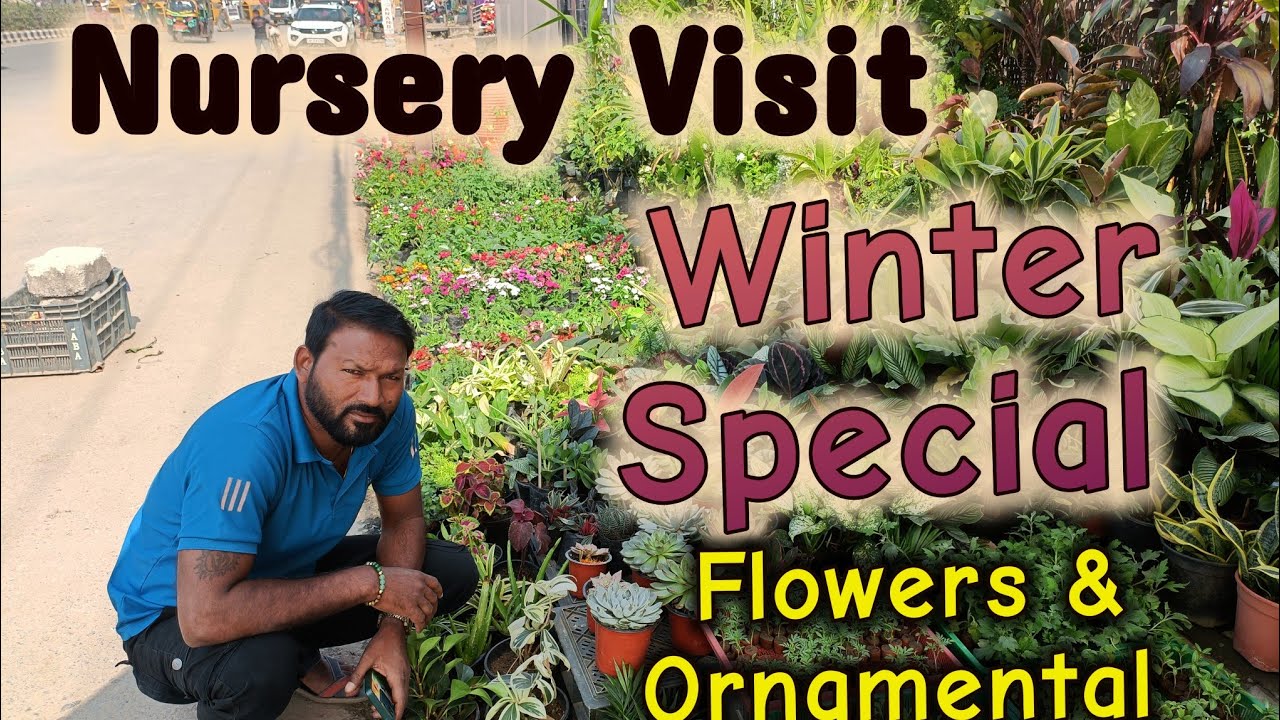 Karan Nursery Sambalpur Winter flower plant with name and price