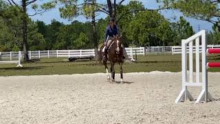 15Yo, Carded Large Pony, Welsh Cross, Pony Finals And Indoor Experience, Flat Video