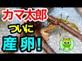 カマキリ日記#26 赤ちゃんから育てたカマキリがついに卵を産みました!(11月10日-13日)【byおたま日記】