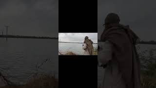 pintail hunt super shoot pintails lover's #pintail #lover #shortvideo #shortsfeed #season #birds