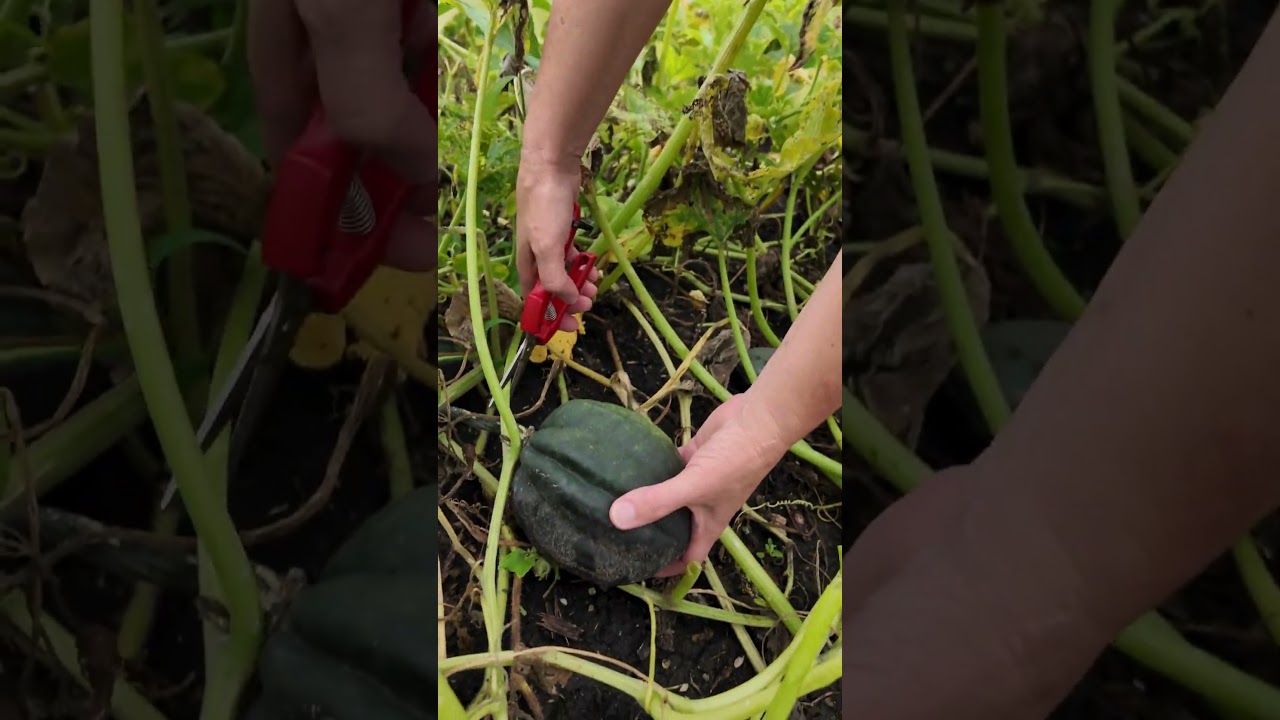 JUMBO Pack = JUMBO Harvest! Try our Winter Squash Mix