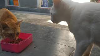 Kucing Kampoeng - We have new stray cat friend by Kucing Kampoeng 飼い猫 16 views 4 years ago 1 minute, 2 seconds