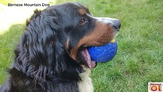 SWISS MOUNTAIN DOG Almond and her games with her owner✅ BERNESE MOUNTAIN DOG 💯 screenshot 2