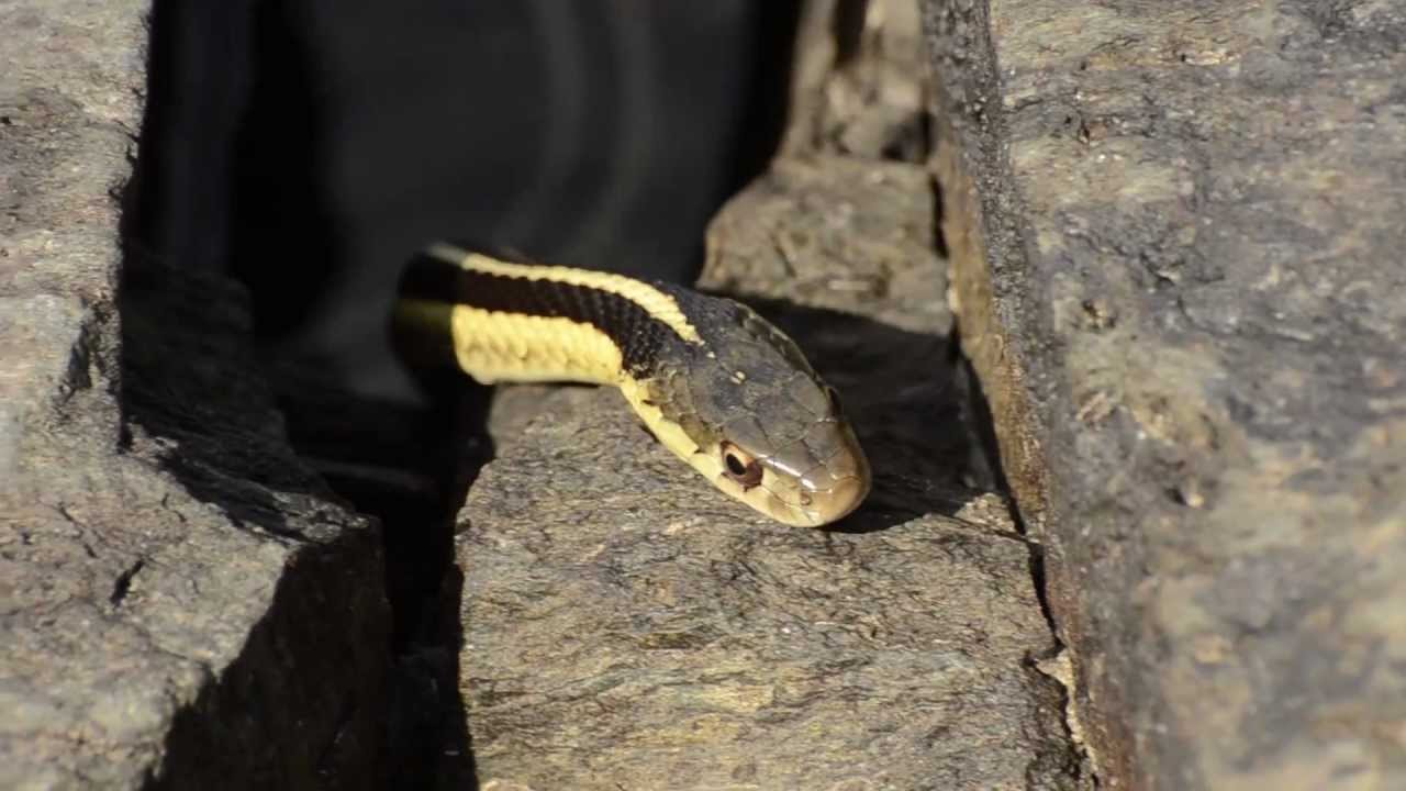 Garter Snake Eats Frog YouTube