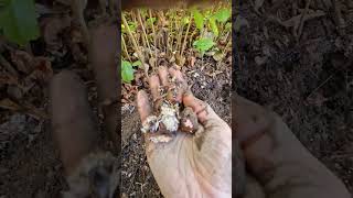 What a wonderful time in the tree nursery, SW Scotland, autumn 2025